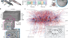 Synaptic wiring motifs in posterior parietal cortex support decision-making