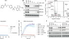 Targeted protein degradation via intramolecular bivalent glues