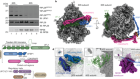 The UFM1 E3 ligase recognizes and releases 60S ribosomes from ER translocons