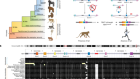 On the genetic basis of tail-loss evolution in humans and apes