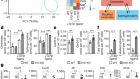 IL-10 constrains sphingolipid metabolism to limit inflammation