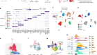An atlas of epithelial cell states and plasticity in lung adenocarcinoma