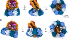 Cryo-EM structures of RAD51 assembled on nucleosomes containing a DSB site