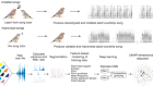 The hidden fitness of the male zebra finch courtship song