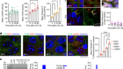 Formation of memory assemblies through the DNA-sensing TLR9 pathway