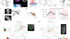 Motor neurons generate pose-targeted movements via proprioceptive sculpting