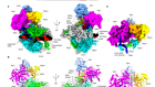 Structural basis of exoribonuclease-mediated mRNA transcription termination