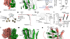 Mechanical activation opens a lipid-lined pore in OSCA ion channels