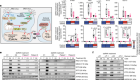 Ancestral allele of DNA polymerase gamma modifies antiviral tolerance