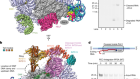 Structural basis of Integrator-dependent RNA polymerase II termination