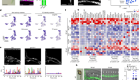 A brain-specific angiogenic mechanism enabled by tip cell specialization