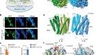 Structural insights into vesicular monoamine storage and drug interactions