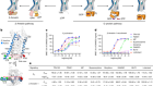 Ligand efficacy modulates conformational dynamics of the µ-opioid receptor