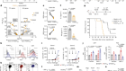 FOXO1 is a master regulator of memory programming in CAR T cells