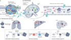 Decoding the interplay between genetic and non-genetic drivers of metastasis