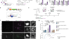Control of neuronal excitation–inhibition balance by BMP–SMAD1 signalling