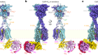 Promiscuous G-protein activation by the calcium-sensing receptor