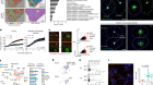 Periportal macrophages protect against commensal-driven liver inflammation