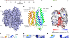 Structural basis of lipid head group entry to the Kennedy pathway by FLVCR1