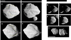 A contact binary satellite of the asteroid (152830) Dinkinesh