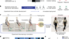 Experiment-free exoskeleton assistance via learning in simulation