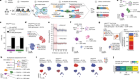 Mapping genotypes to chromatin accessibility profiles in single cells