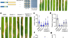 Release of a ubiquitin brake activates OsCERK1-triggered immunity in rice