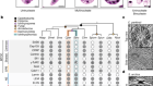 Life-cycle-coupled evolution of mitosis in close relatives of animals