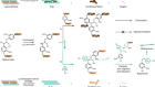 Selective lignin arylation for biomass fractionation and benign bisphenols