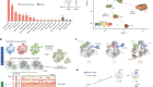 Pro-CRISPR PcrIIC1-associated Cas9 system for enhanced bacterial immunity