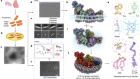 High-resolution in situ structures of mammalian respiratory supercomplexes