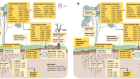 Microbial competition for phosphorus limits the CO2 response of a mature forest