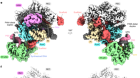 Structural basis for pegRNA-guided reverse transcription by a prime editor