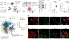 Profiling phagosome proteins identifies PD-L1 as a fungal-binding receptor