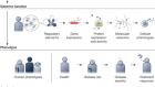 Deciphering the impact of genomic variation on function