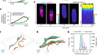 Endoplasmic reticulum–plasma membrane contact gradients direct cell migration