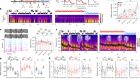 Sleep loss diminishes hippocampal reactivation and replay