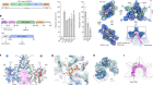 Molecular basis for transposase activation by a dedicated AAA+ ATPase