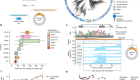 Bridge RNAs direct programmable recombination of target and donor DNA