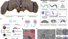 Neuronal wiring diagram of an adult brain