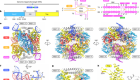 Structural mechanism of bridge RNA-guided recombination