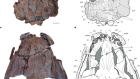 Giant stem tetrapod was apex predator in Gondwanan late Palaeozoic ice age