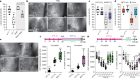 Drosophila immune cells transport oxygen through PPO2 protein phase transition