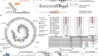 TnpB homologues exapted from transposons are RNA-guided transcription factors