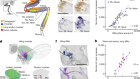 Synaptic architecture of leg and wing premotor control networks in Drosophila