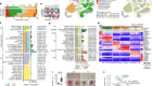 Single-cell multiregion dissection of Alzheimer’s disease