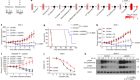 NBS1 lactylation is required for efficient DNA repair and chemotherapy resistance