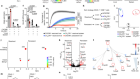 A liver immune rheostat regulates CD8 T cell immunity in chronic HBV infection