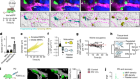 Plasmacytoid dendritic cells control homeostasis of megakaryopoiesis