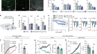 Dissociable hindbrain GLP1R circuits for satiety and aversion